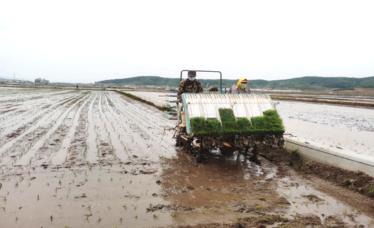 14 K8凯发农业水稻插秧现场_副本.png